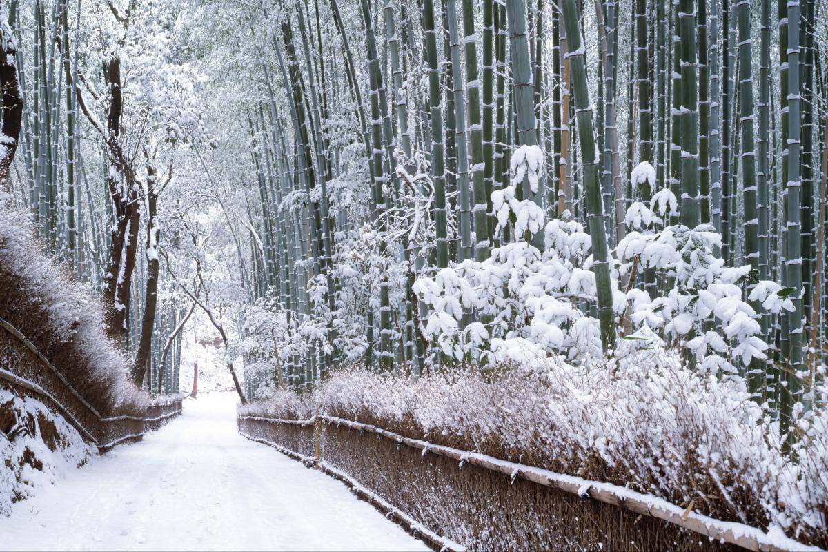 Sagano Bamboo Forest ZEKKEI Japan Introduction Of Superb View Spots 