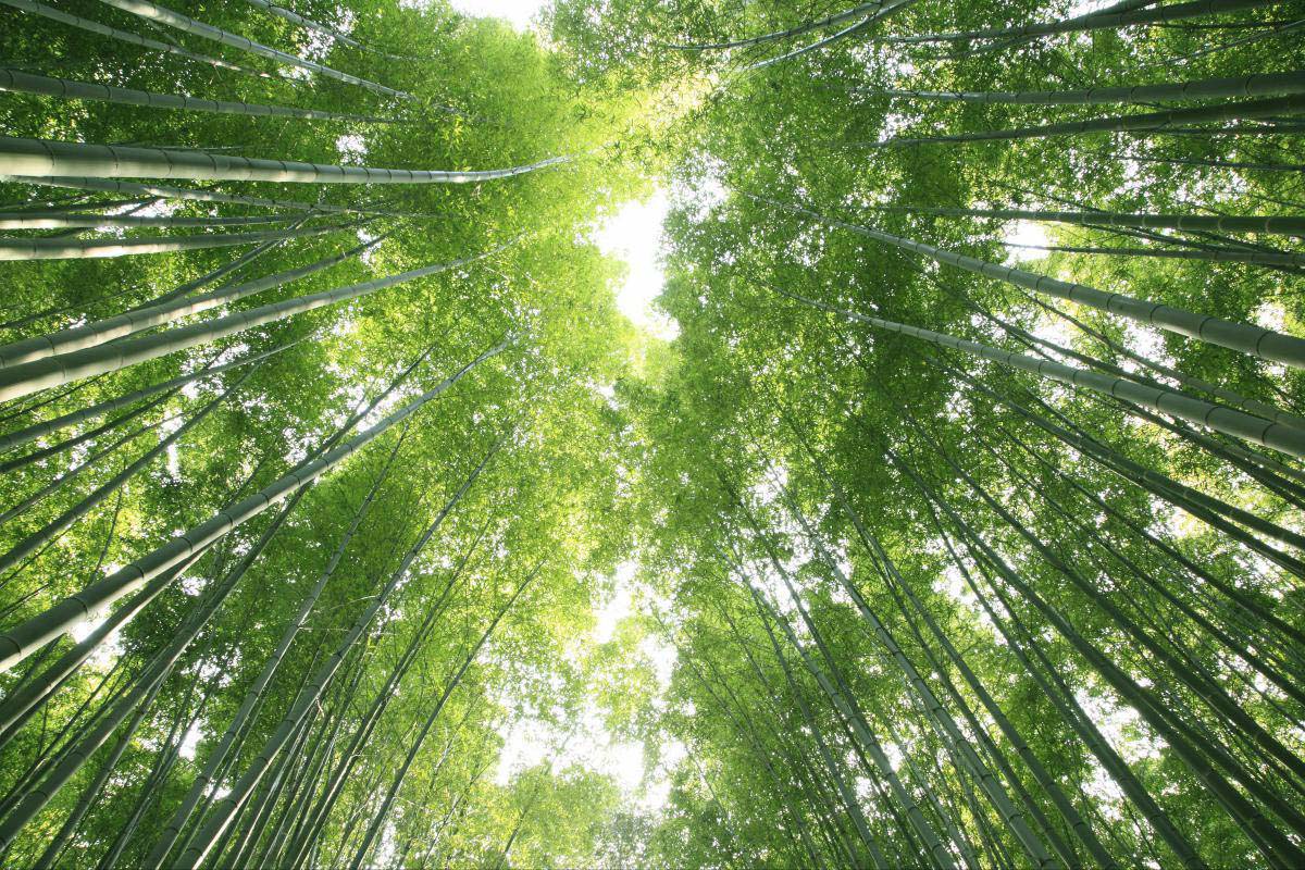Sagano Bamboo Forest ZEKKEI Japan Introduction of superb view spots in Japan to the world