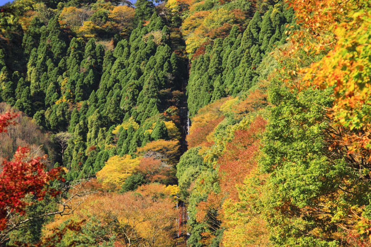 高尾山的景点|绝景日本