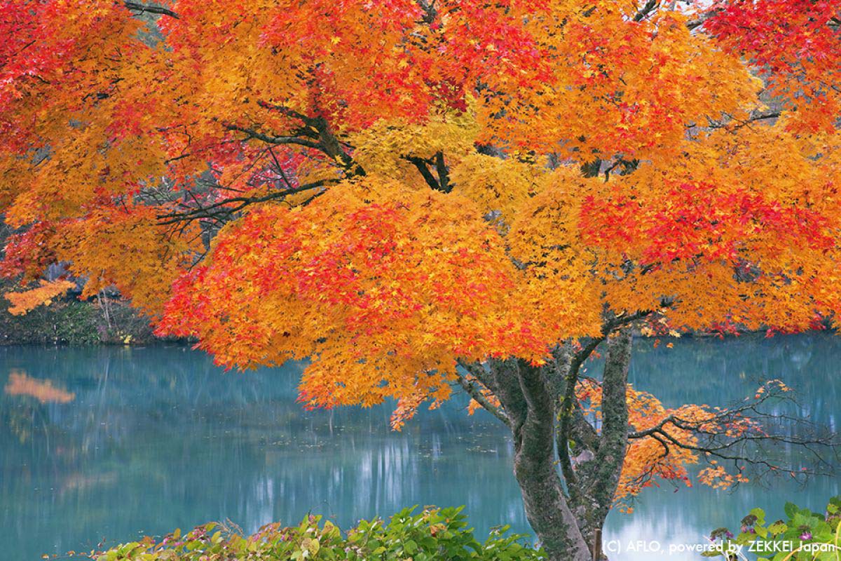 秋のZEKKEIアワードを発表！｜ZEKKEI Japan