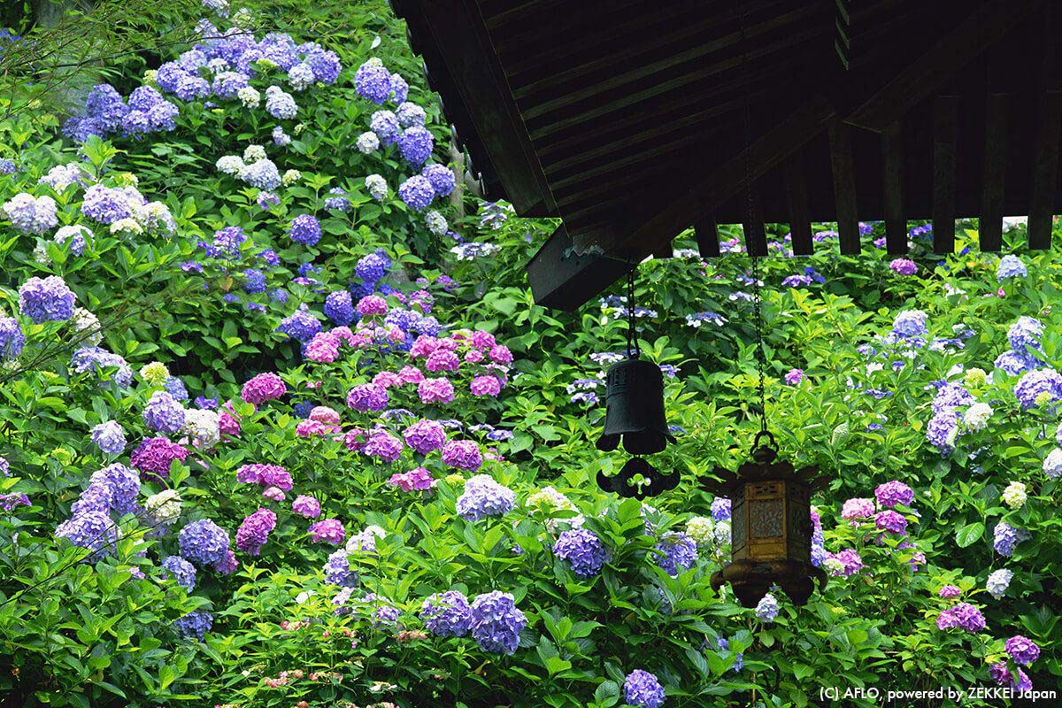 布满点点雨珠的绣球花景点特集～东日本编～|绝景日本