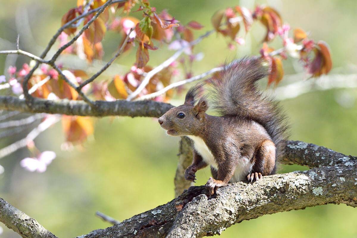 拍照po上網絕對會成為大家注目的焦點 在北海道可以遇見超可愛的動物們 絕景日本