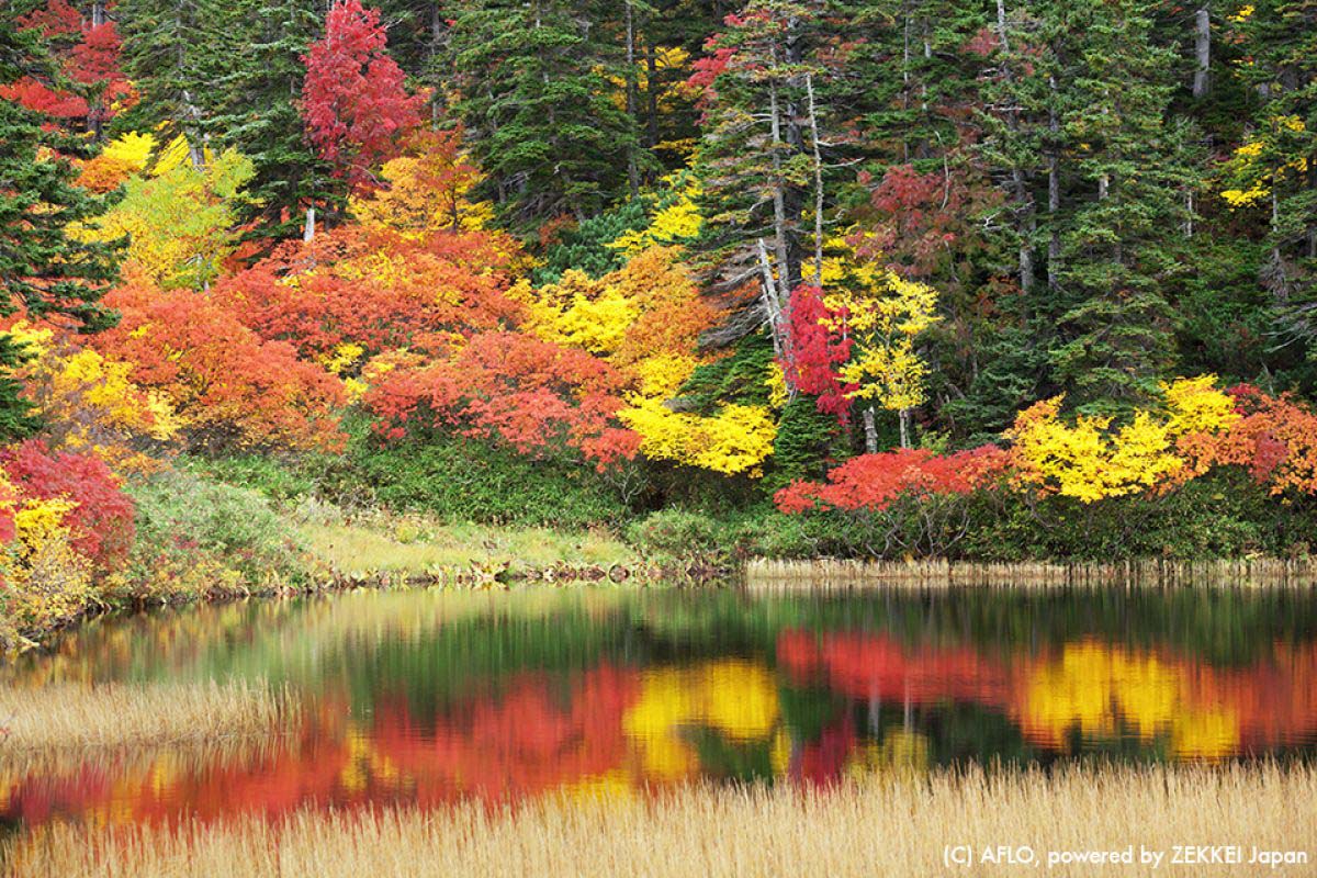 ZEKKEI's Fall Award ｜ZEKKEI Japan