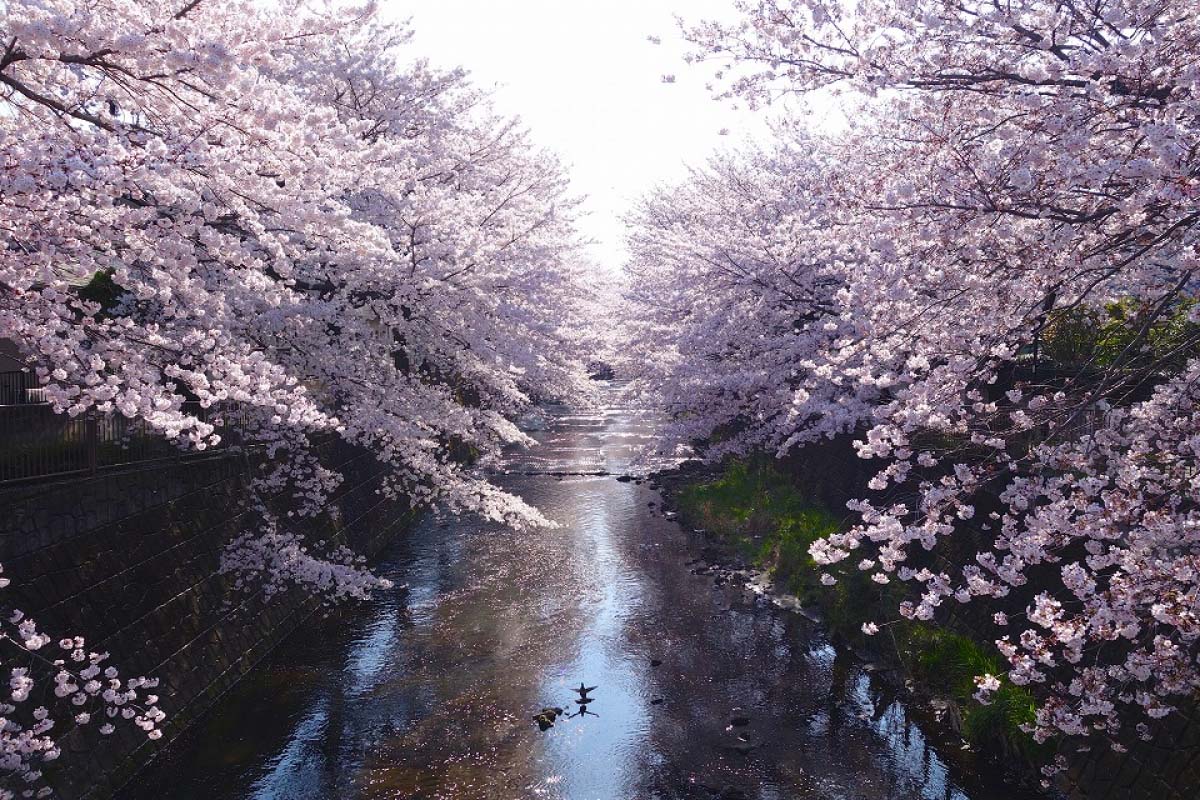 お花見 2023年】全国にある3月見頃の桜のお花見名所スポット9選｜ZEKKEI