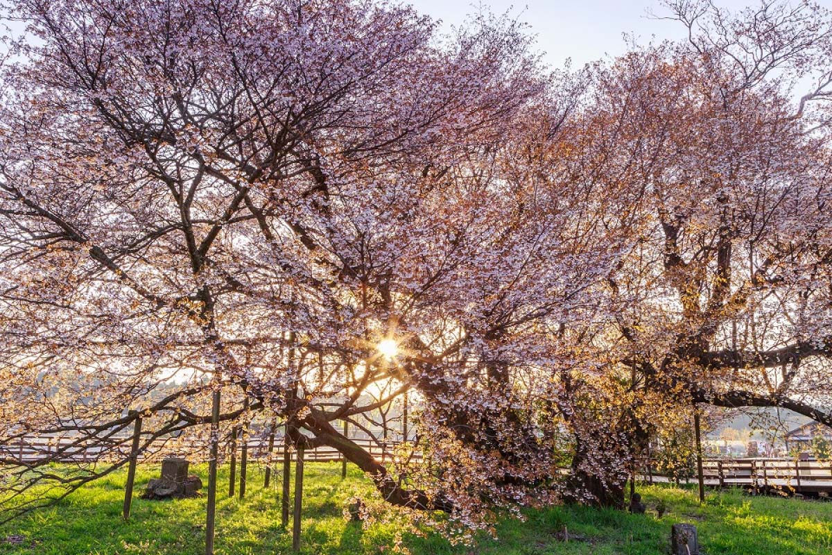 2023年】全国にある3月見頃の桜のお花見名所スポット9選｜ZEKKEI
