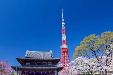 増上寺(東京都)で撮れる3ショット 寺×東京タワー×桜が一度に撮れる!
